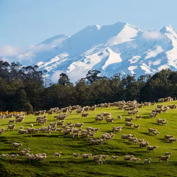Responsibly Sourced Wool